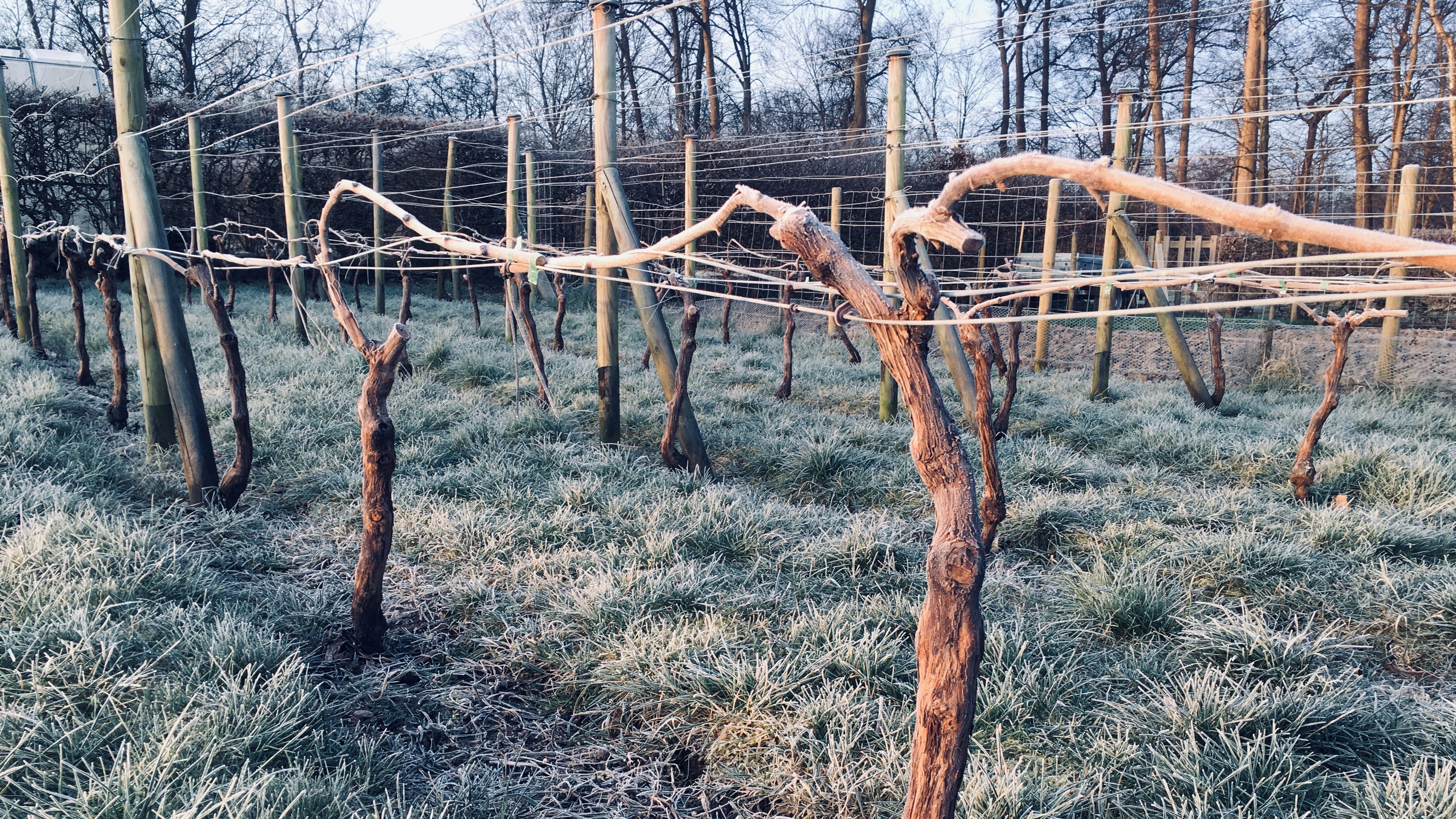 Nordisk Vinhave